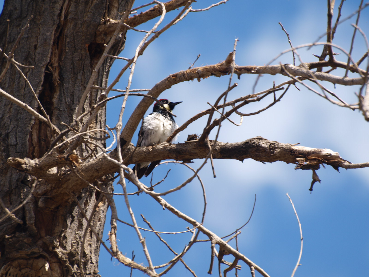 Acorn Woodpecker - ML615603984