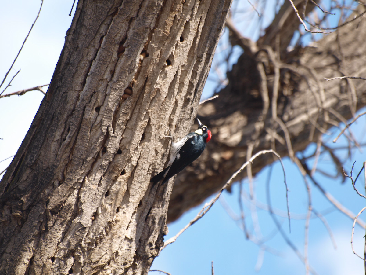 Acorn Woodpecker - ML615603985