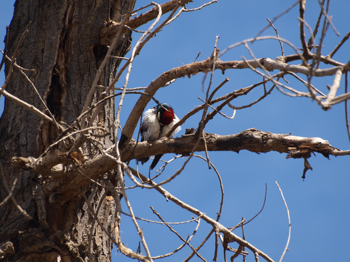 Acorn Woodpecker - ML615603986