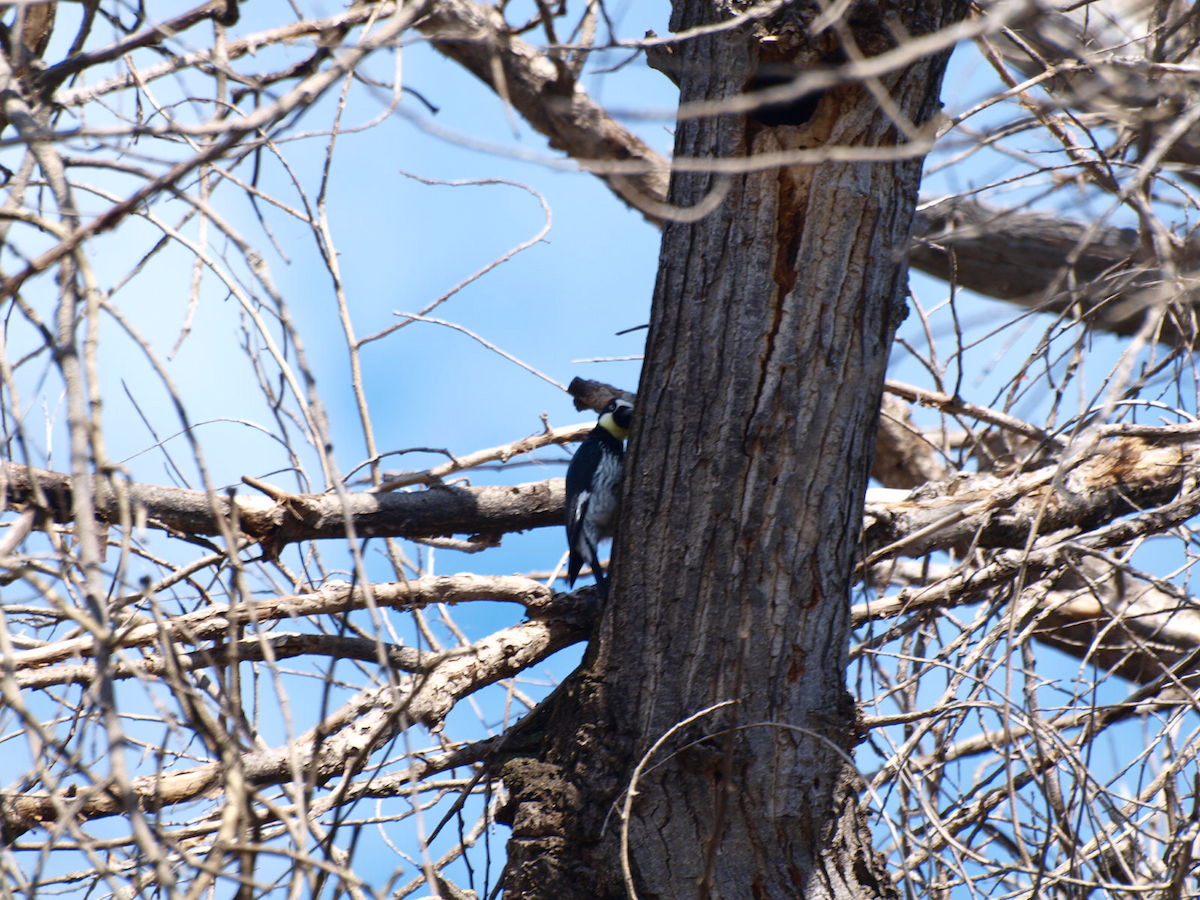 Acorn Woodpecker - ML615603989