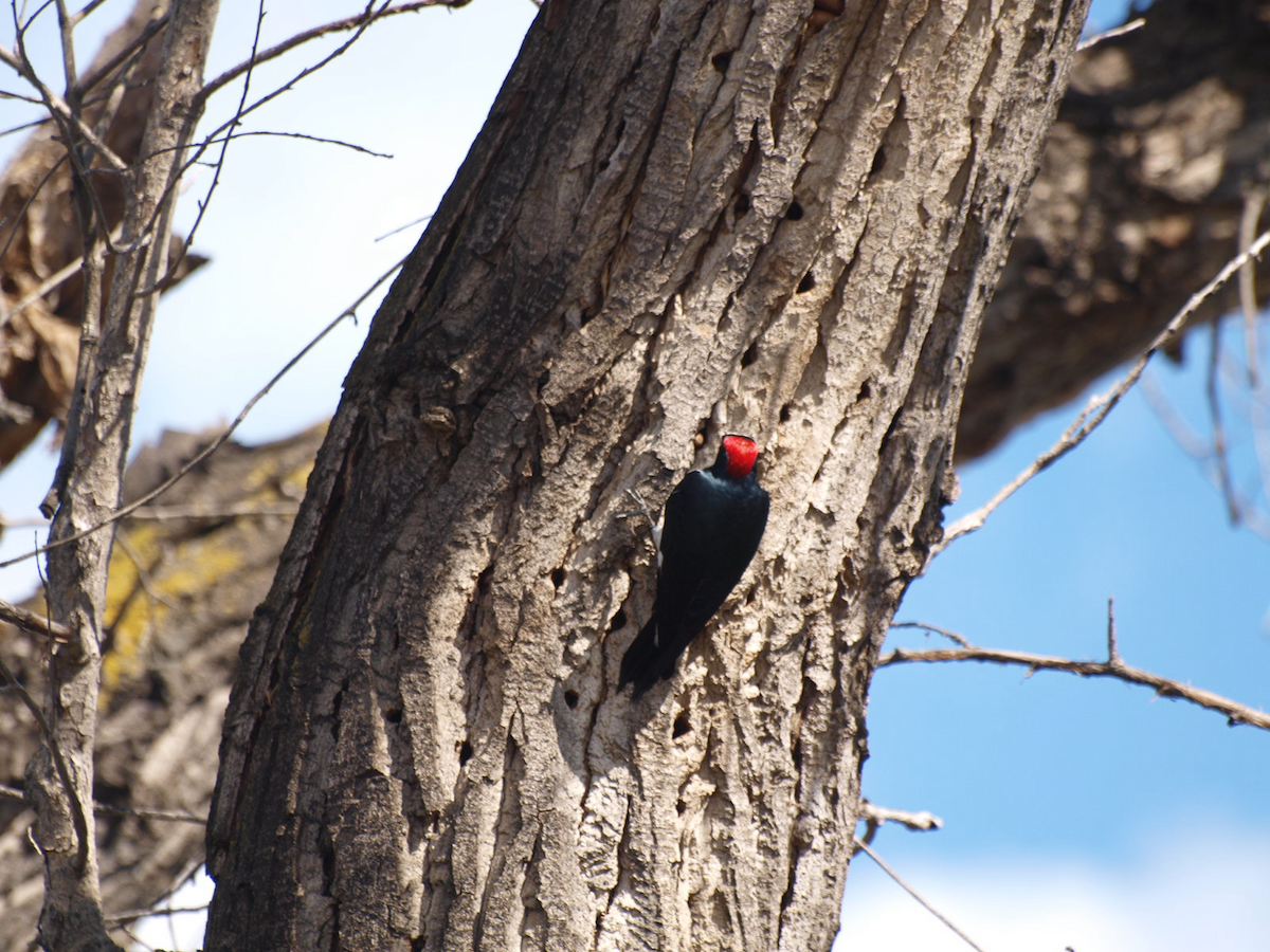 Acorn Woodpecker - ML615603990