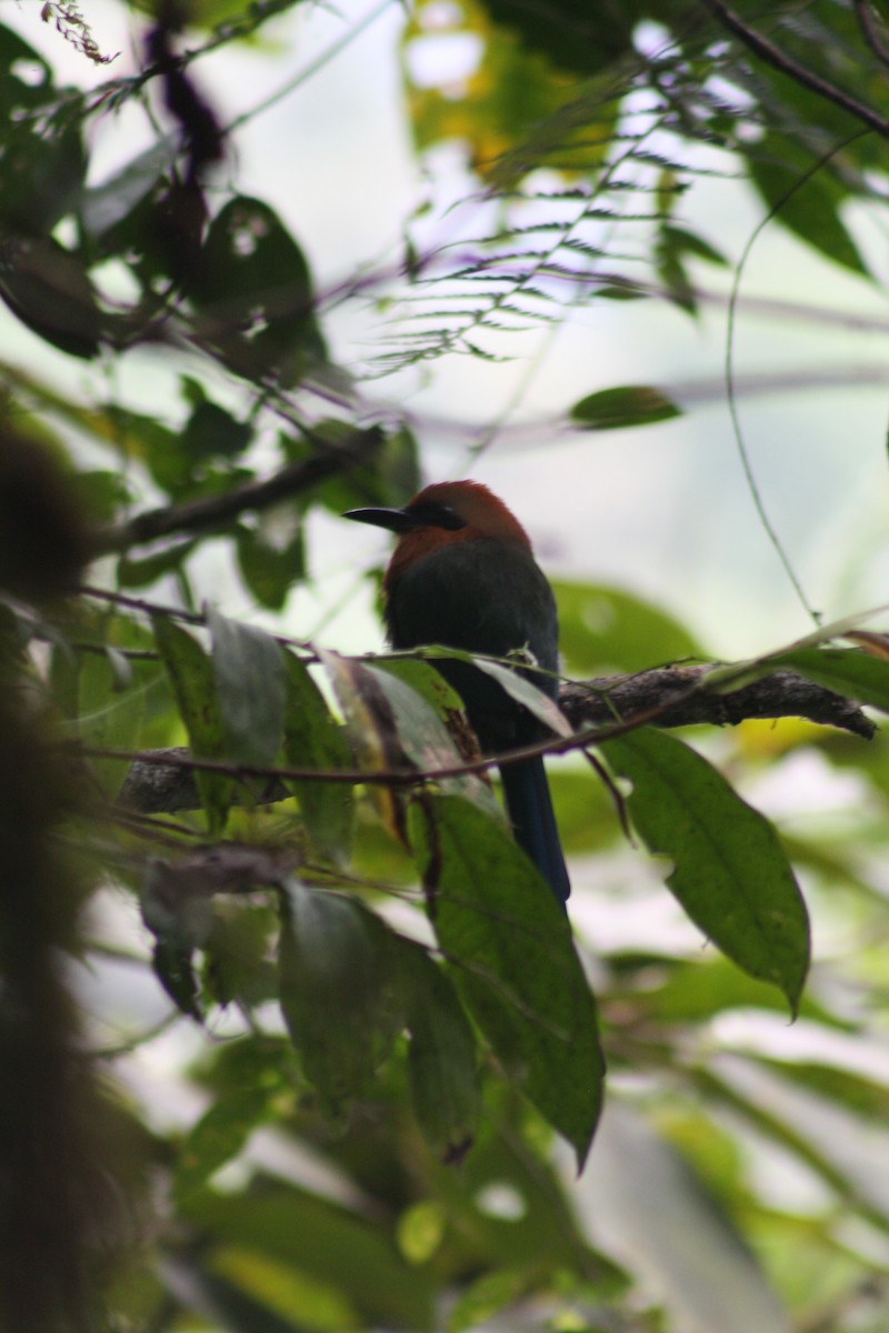 Broad-billed Motmot (Broad-billed) - ML615604024