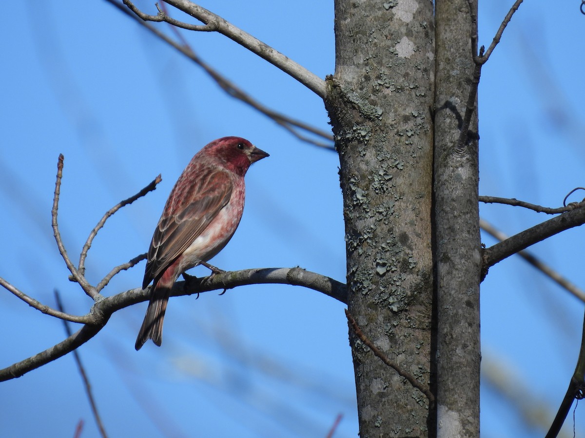 Purple Finch - ML615604047