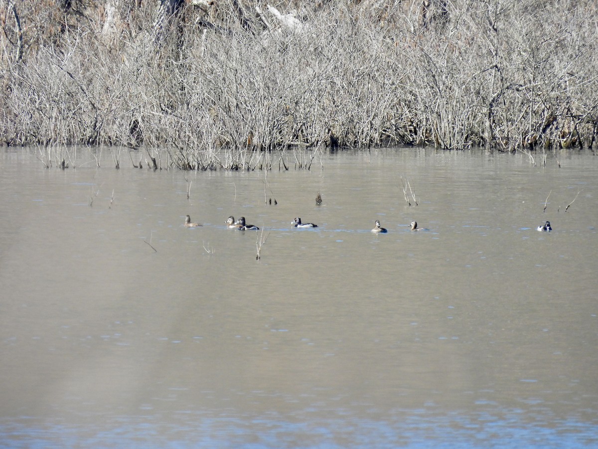 Ring-necked Duck - ML615604071