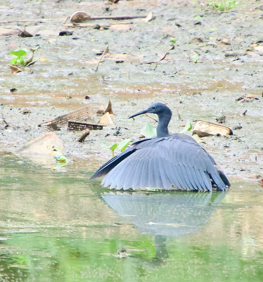 Black Heron - ML615604084