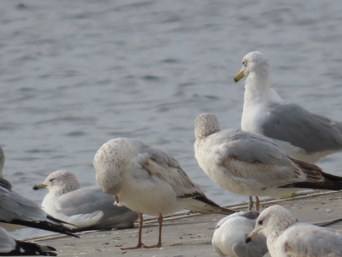 Ring-billed Gull - ML615604094