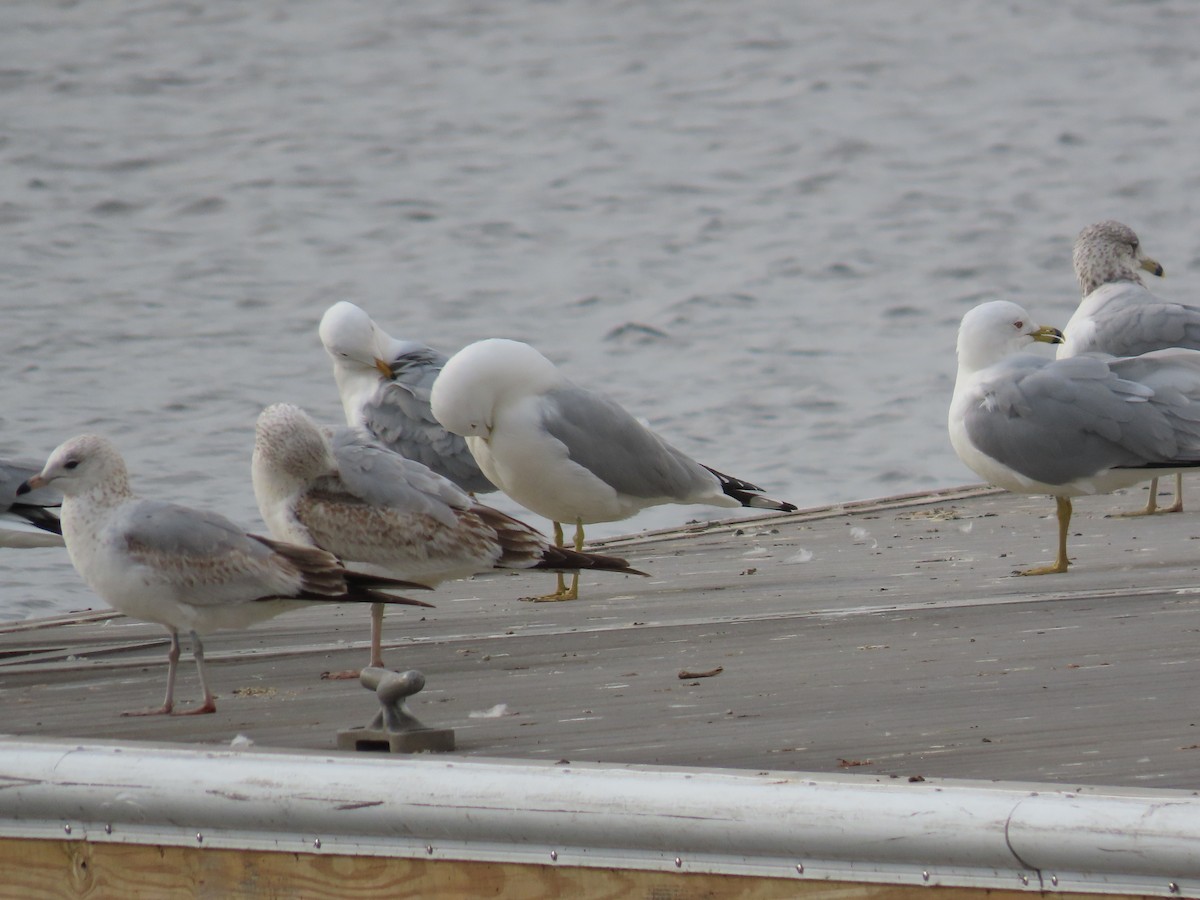 Ring-billed Gull - ML615604095
