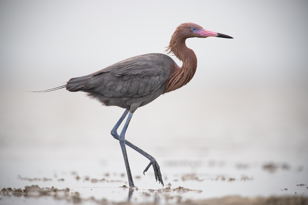 Reddish Egret - ML615604100