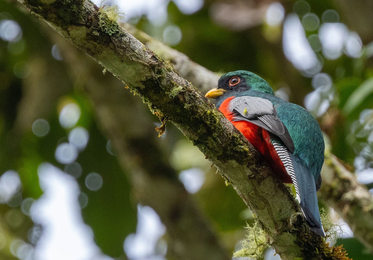 Collared Trogon - ML615604155