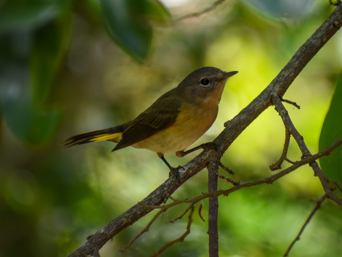 American Redstart - ML615604208