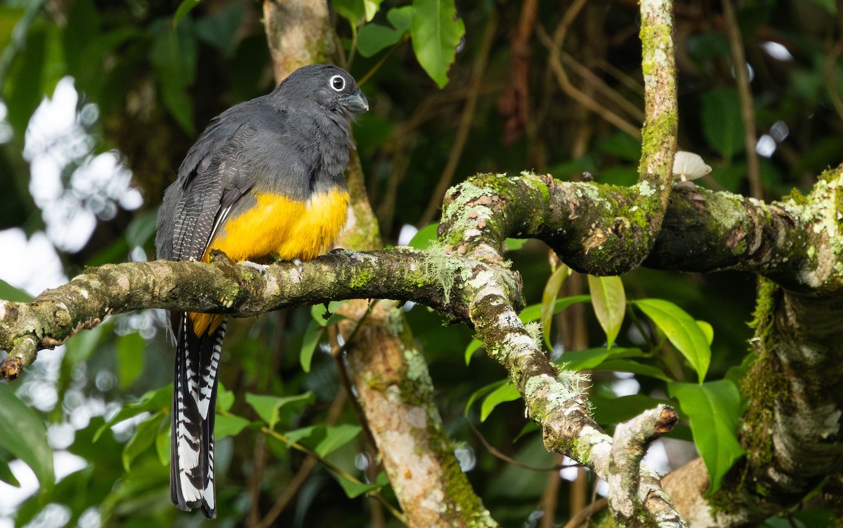 Blue-crowned Trogon - Celesta von Chamier