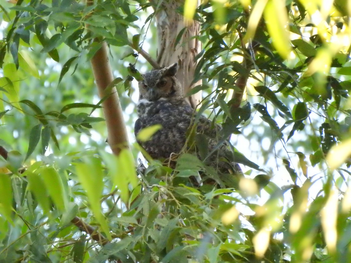 Great Horned Owl - ML615604230