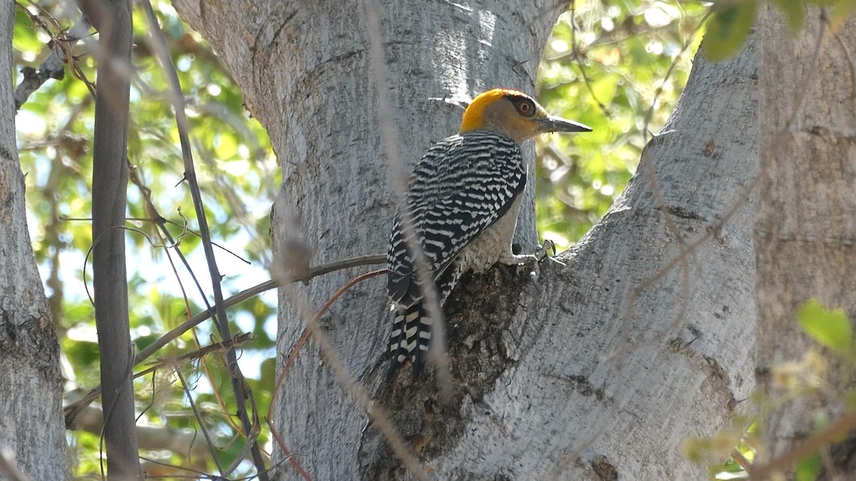 Golden-cheeked Woodpecker - ML615604263