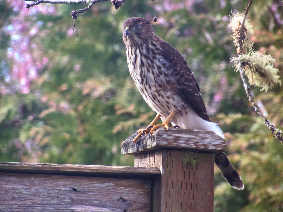 Cooper's Hawk - Robert Senner