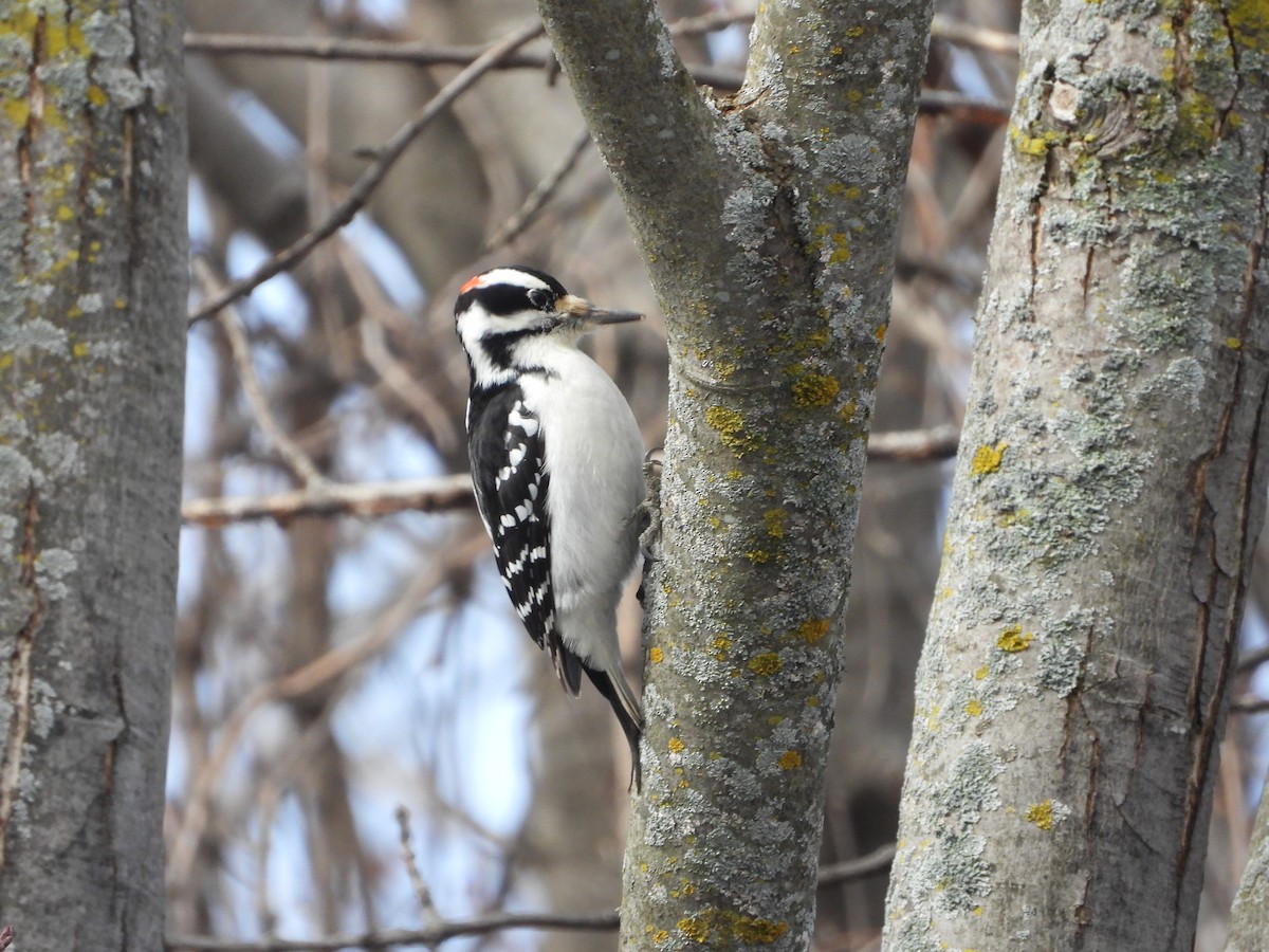 Hairy Woodpecker - ML615604313