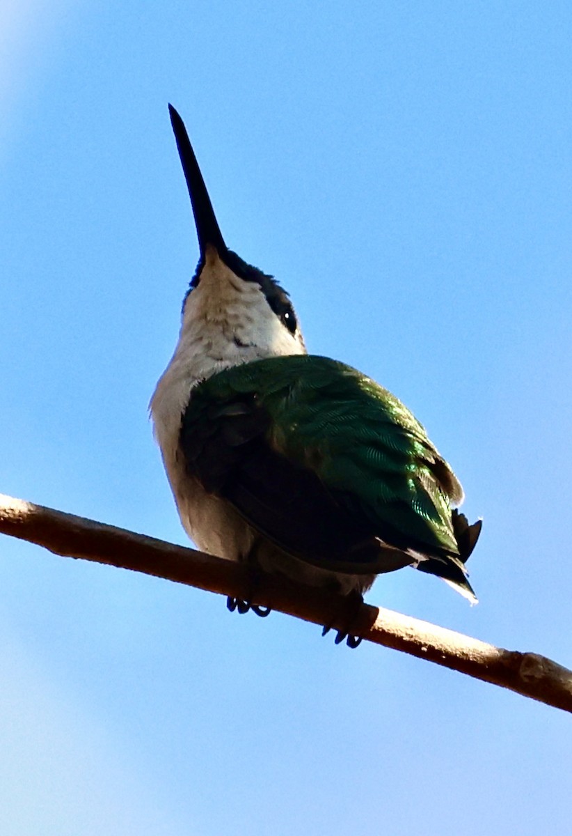 Ruby-throated Hummingbird - ML615604315