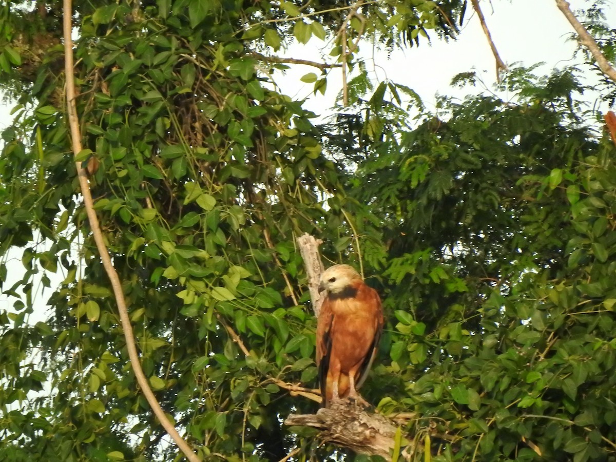 Black-collared Hawk - ML615604337