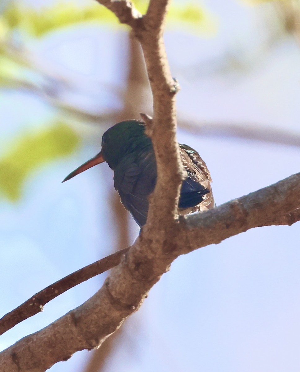 Blue-vented Hummingbird - ML615604340