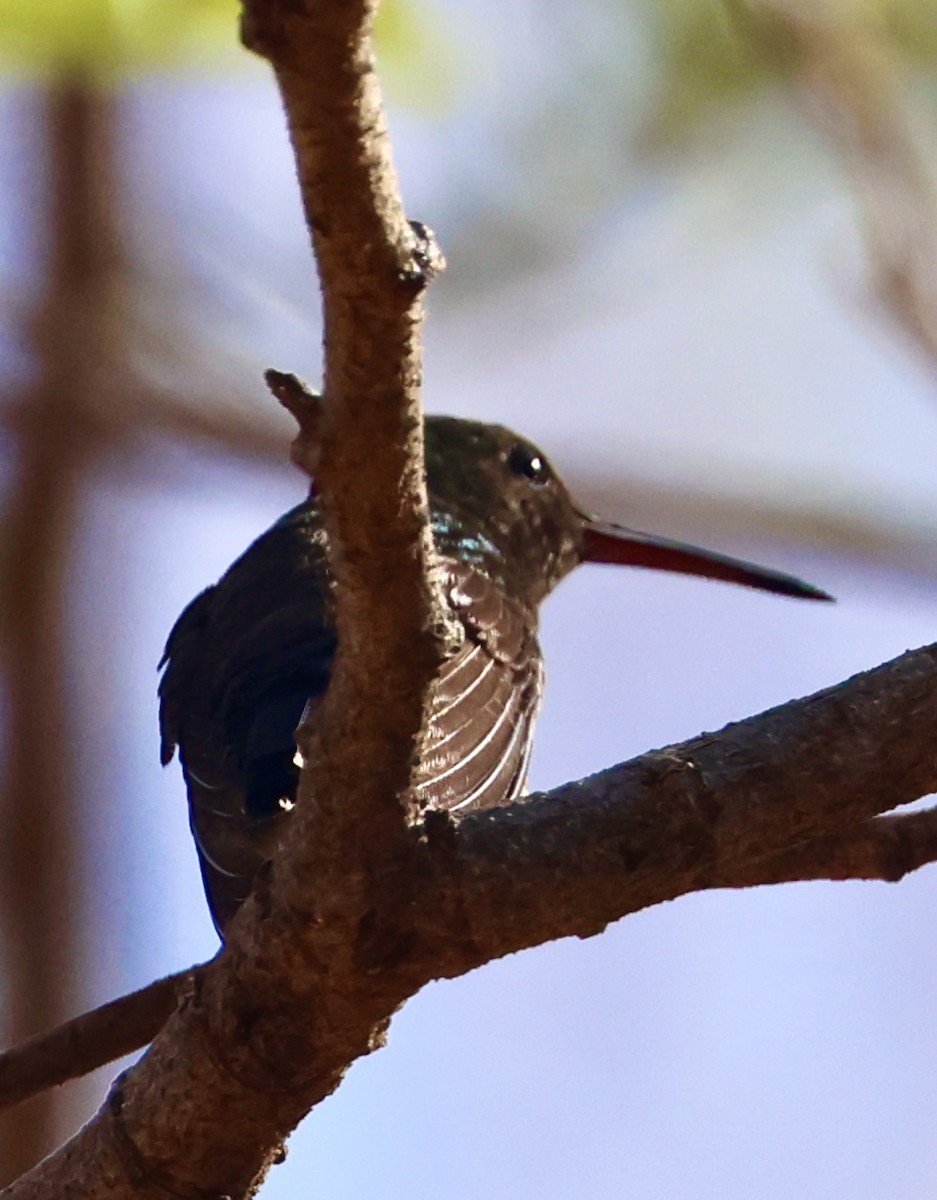 Blue-vented Hummingbird - ML615604342