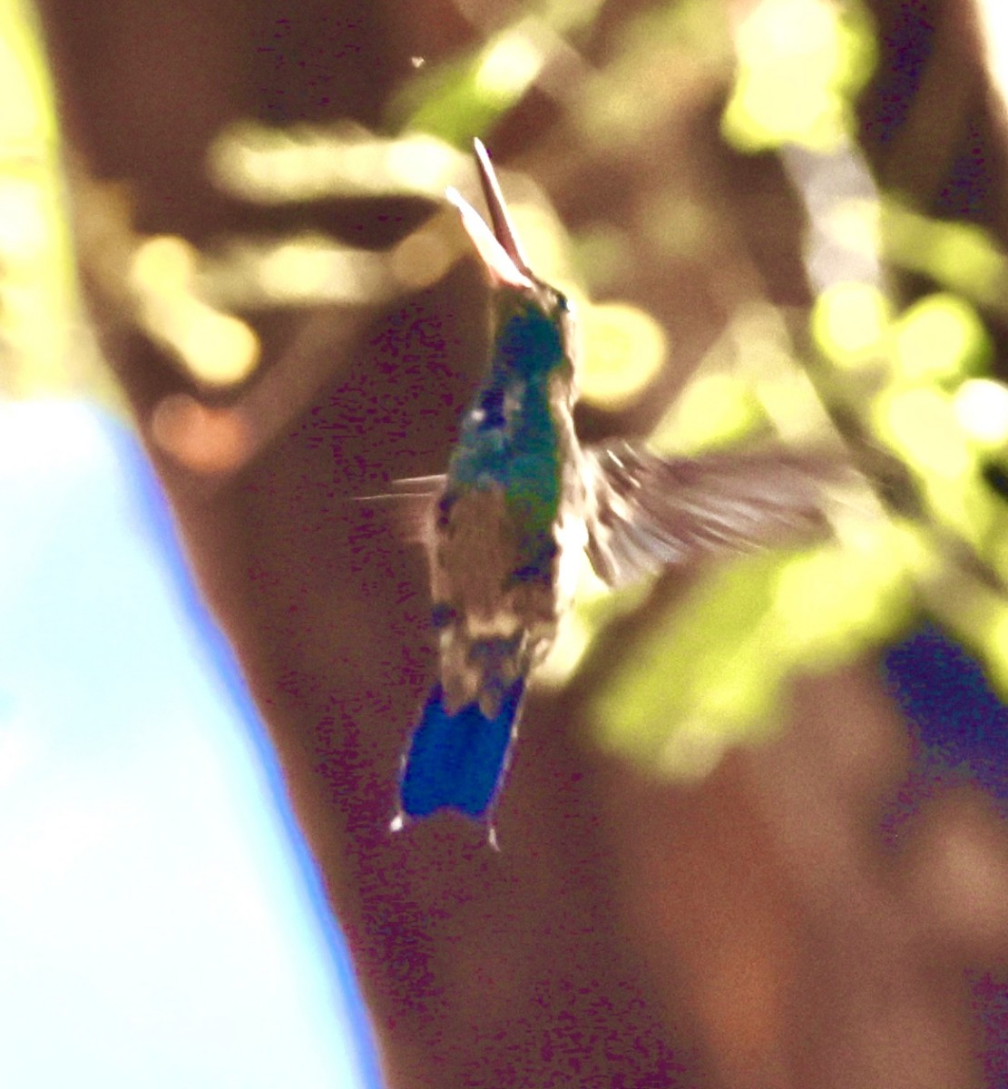 Blue-vented Hummingbird - ML615604346