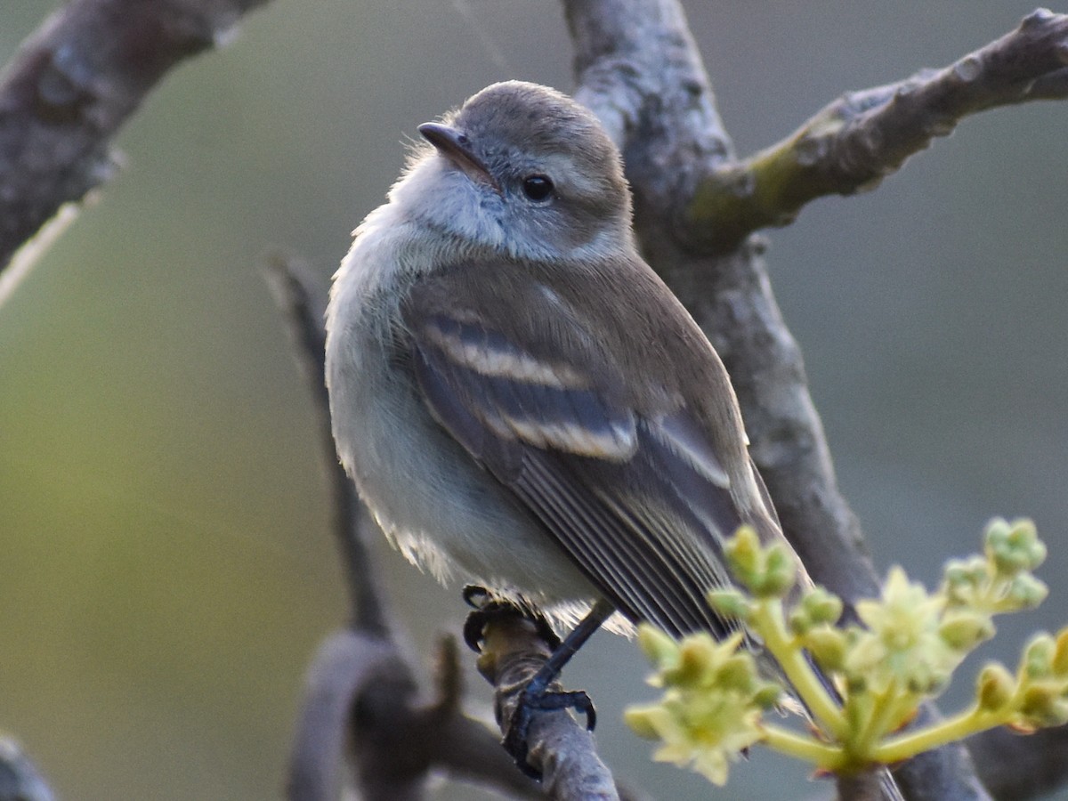 Northern Mouse-colored Tyrannulet - Daniel Flores