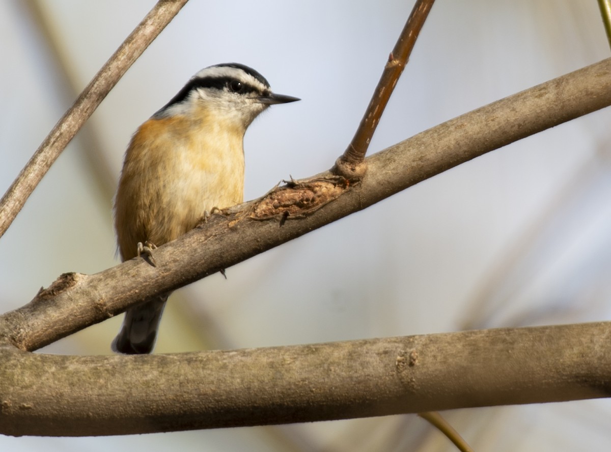 Red-breasted Nuthatch - ML615604351
