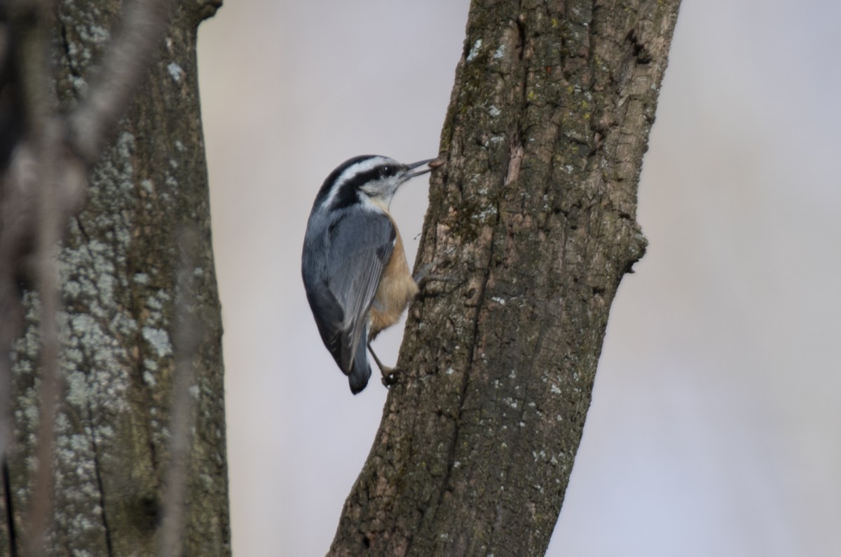 Red-breasted Nuthatch - ML615604352