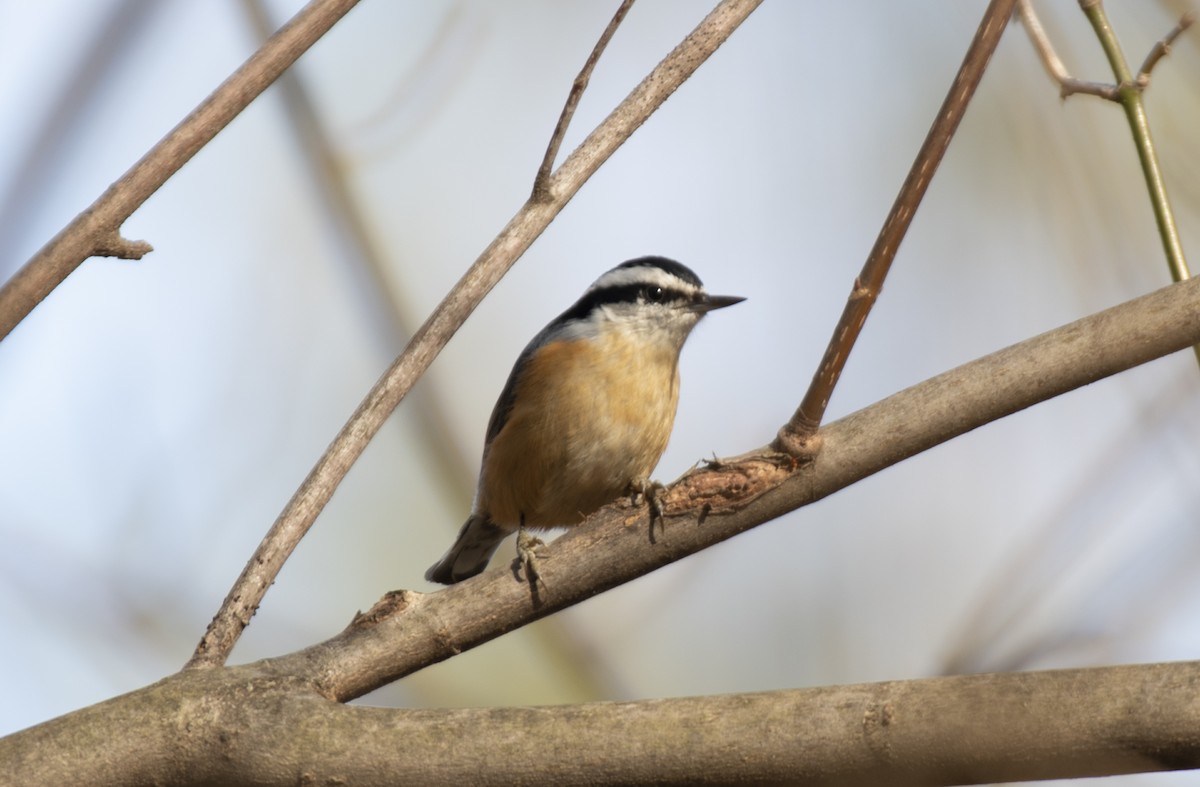 Red-breasted Nuthatch - ML615604353