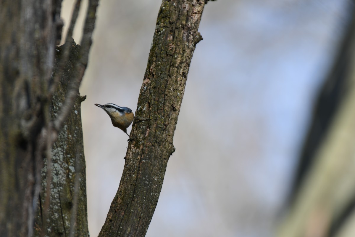 Red-breasted Nuthatch - ML615604354