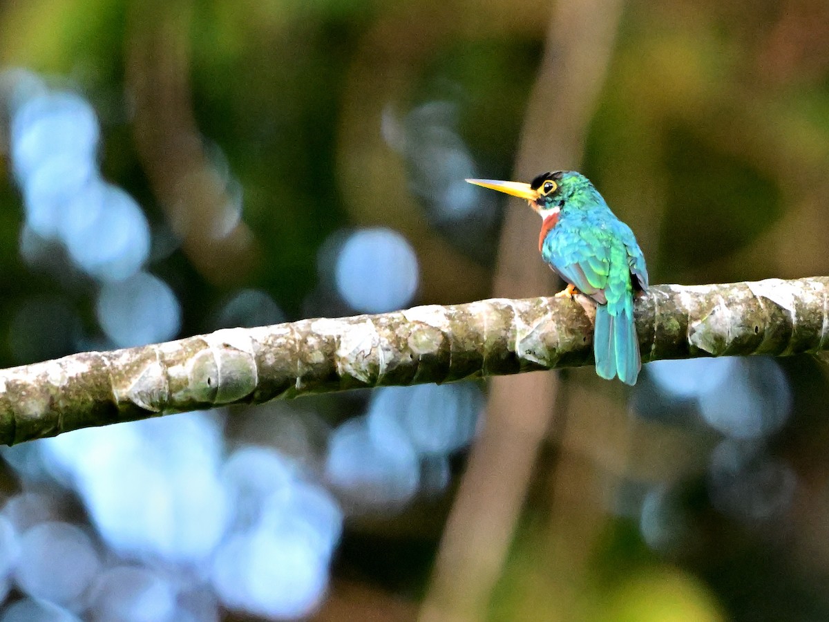 Yellow-billed Jacamar - Charlotte Pavelka & Doug Reitz