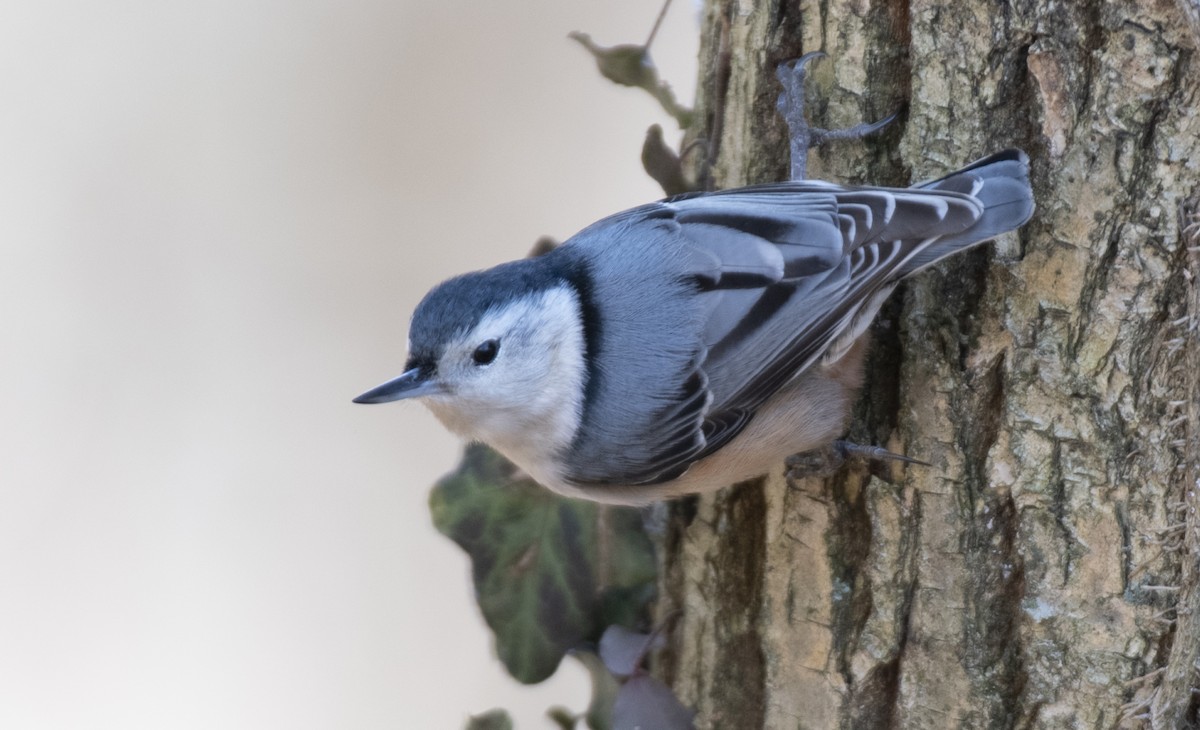 White-breasted Nuthatch - ML615604392