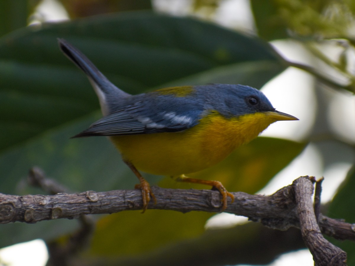 Tropical Parula - Daniel Flores