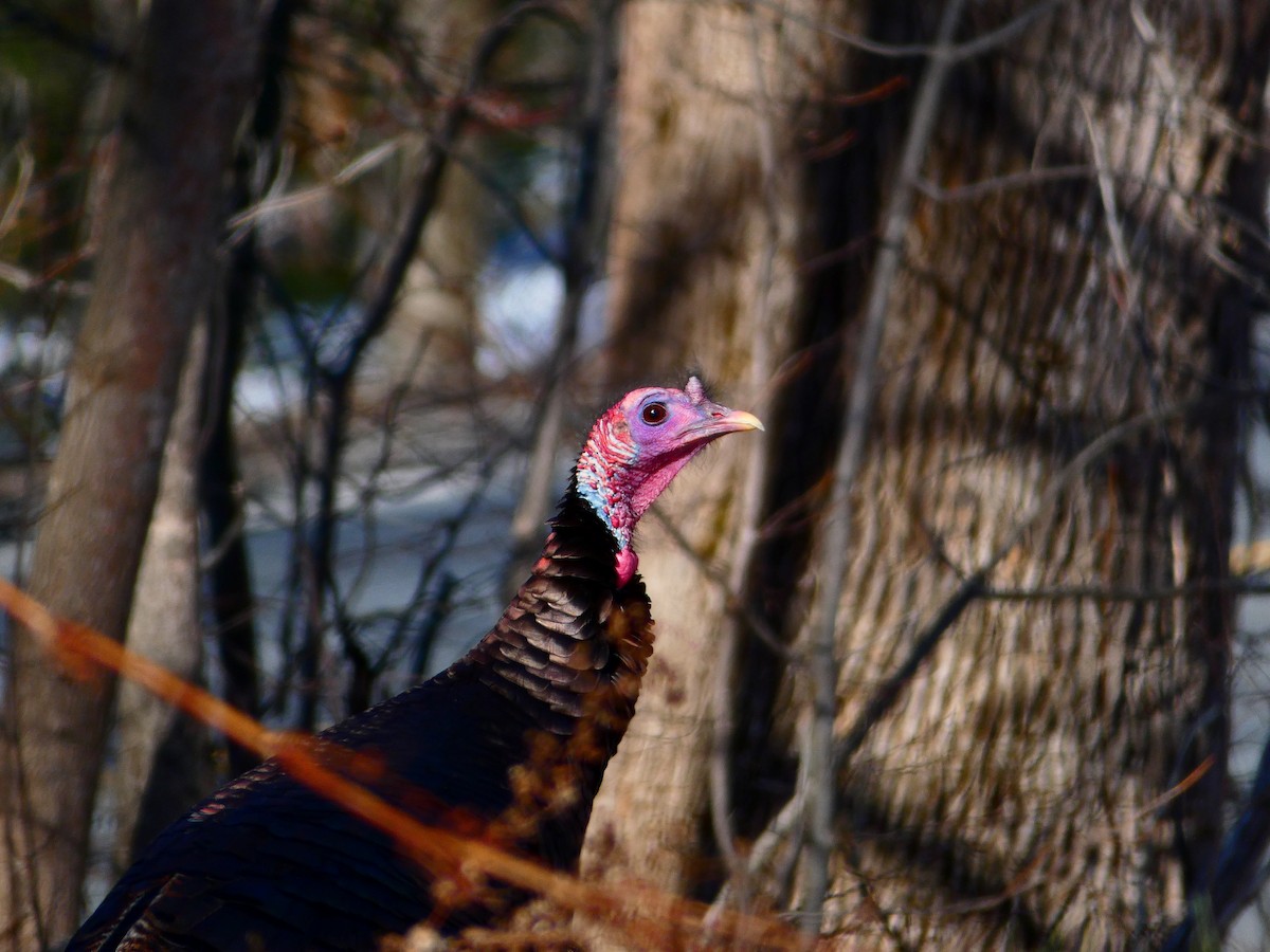 Wild Turkey - ML615604455