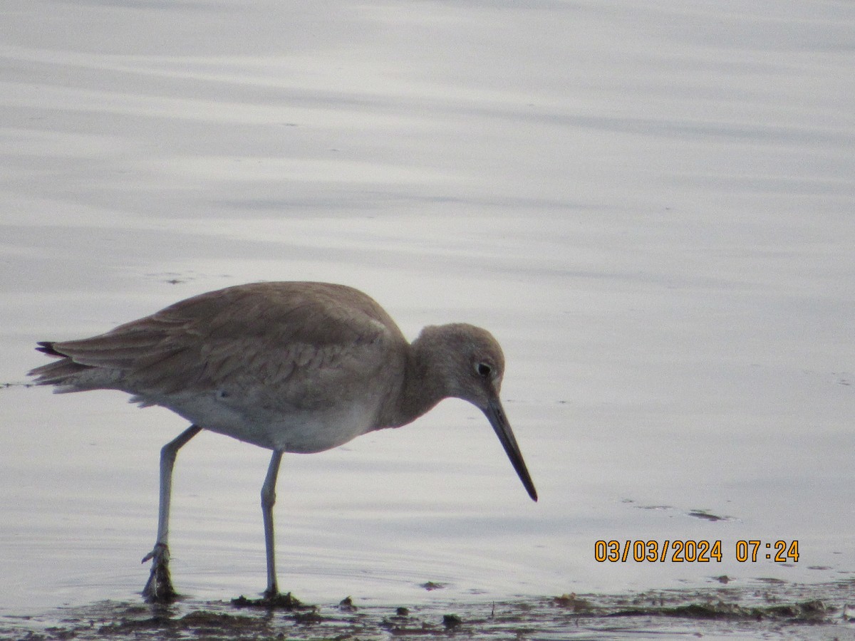 Willet - crdf bird