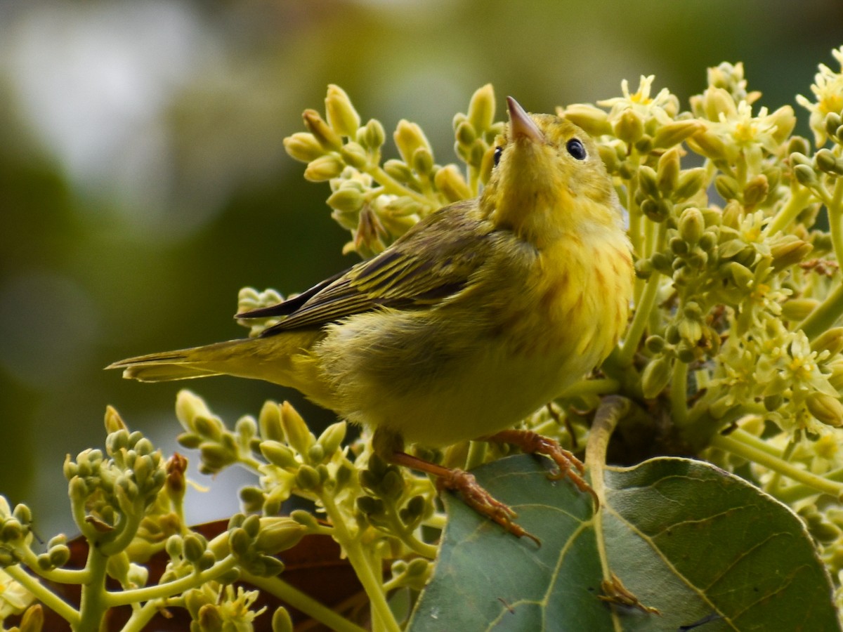 Yellow Warbler - ML615604511