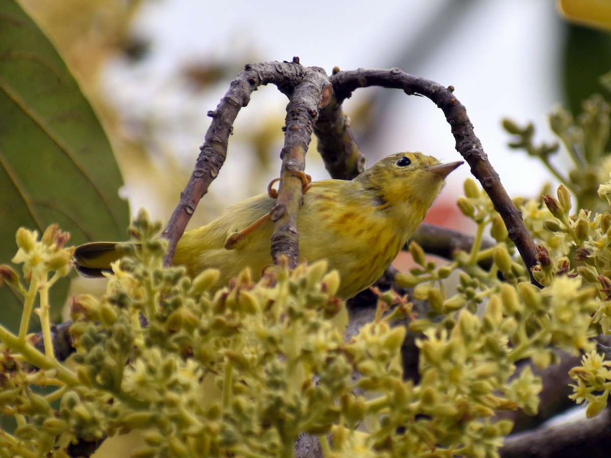 Yellow Warbler - ML615604513