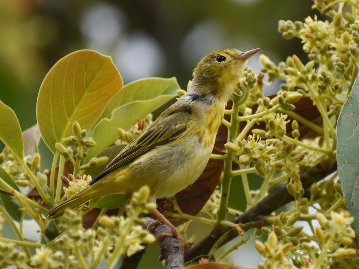 Yellow Warbler - ML615604515