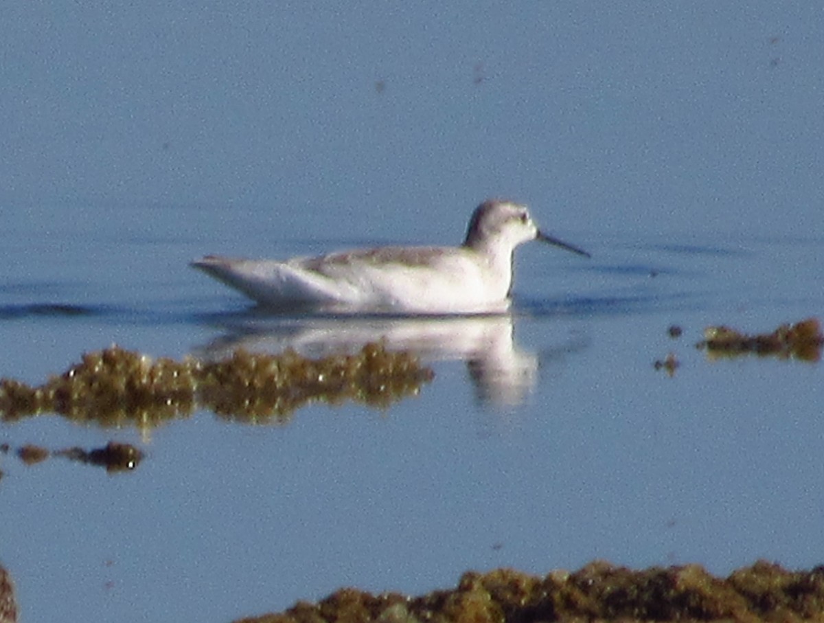 Wilson's Phalarope - Pedro Jose Caldera