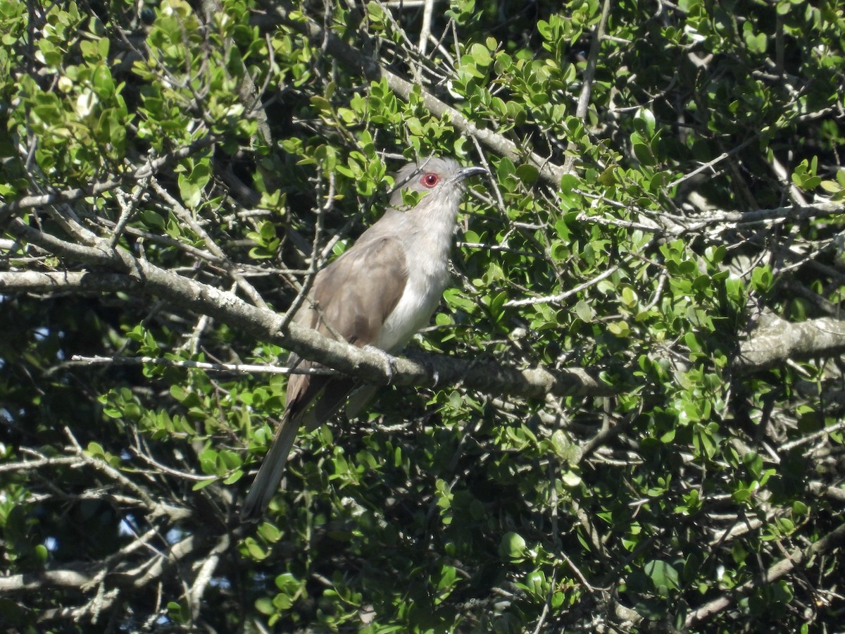 Ash-colored Cuckoo - Alejandra Pons