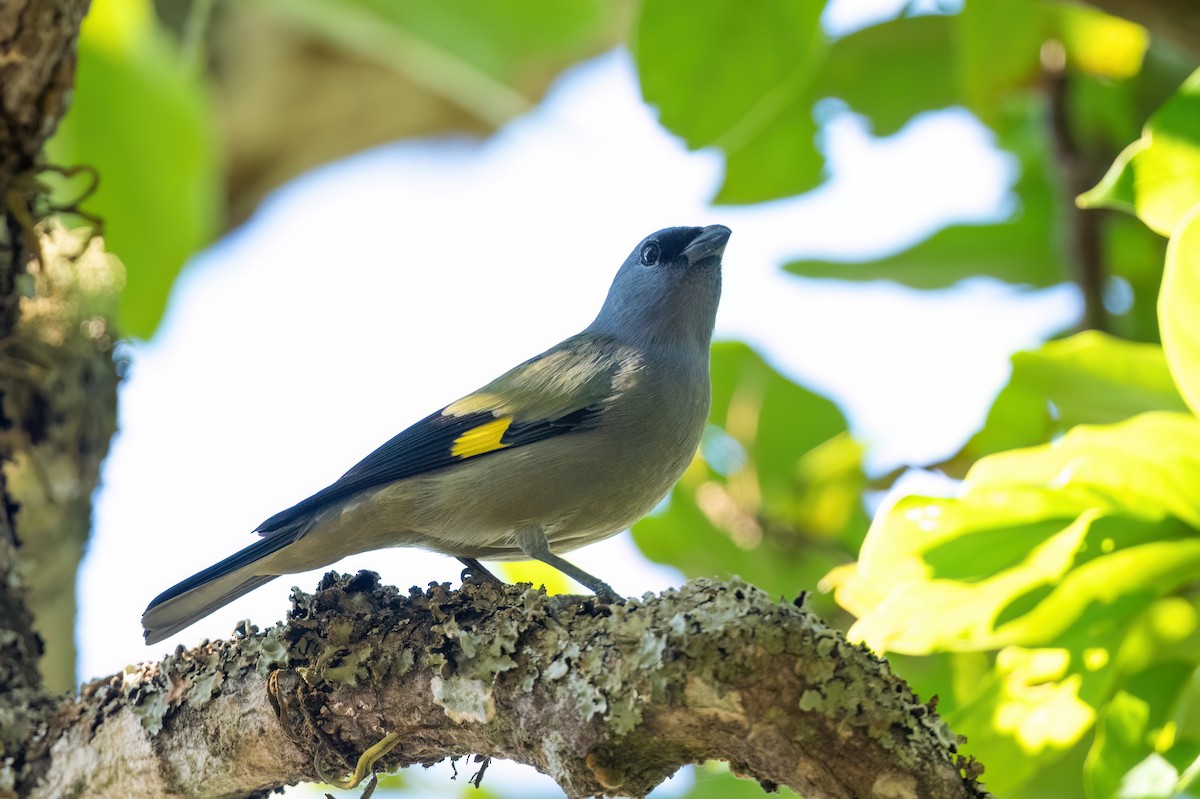 Yellow-winged Tanager - ML615604746