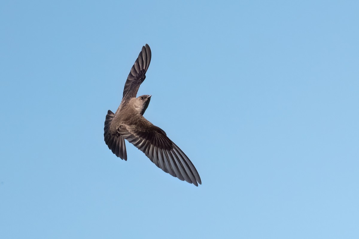 Northern Rough-winged Swallow - ML615604768