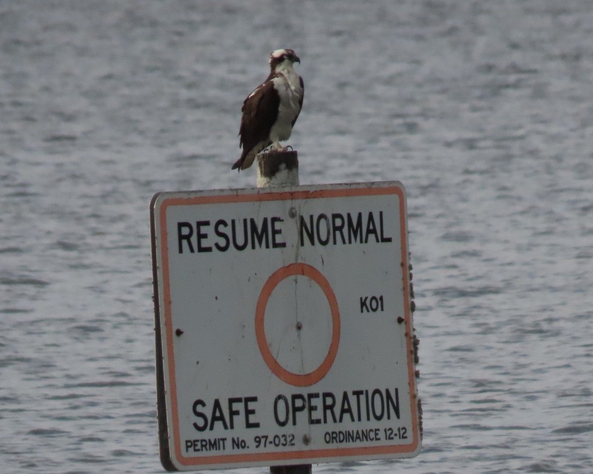 Osprey - ML615604787