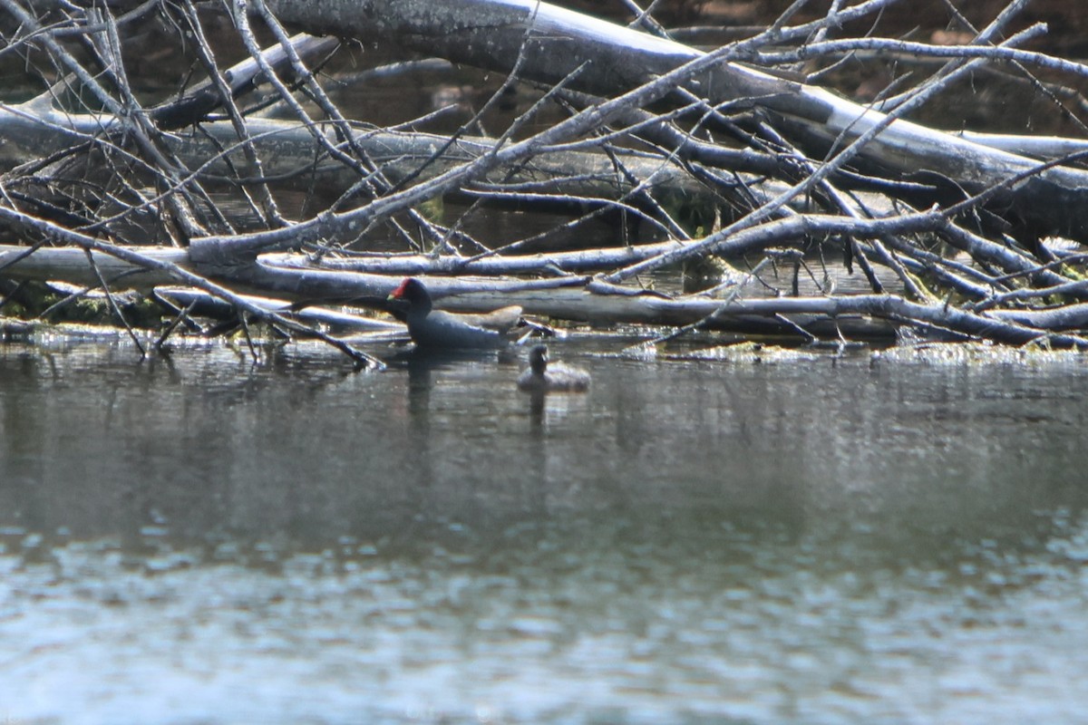 Least Grebe - ML615604798