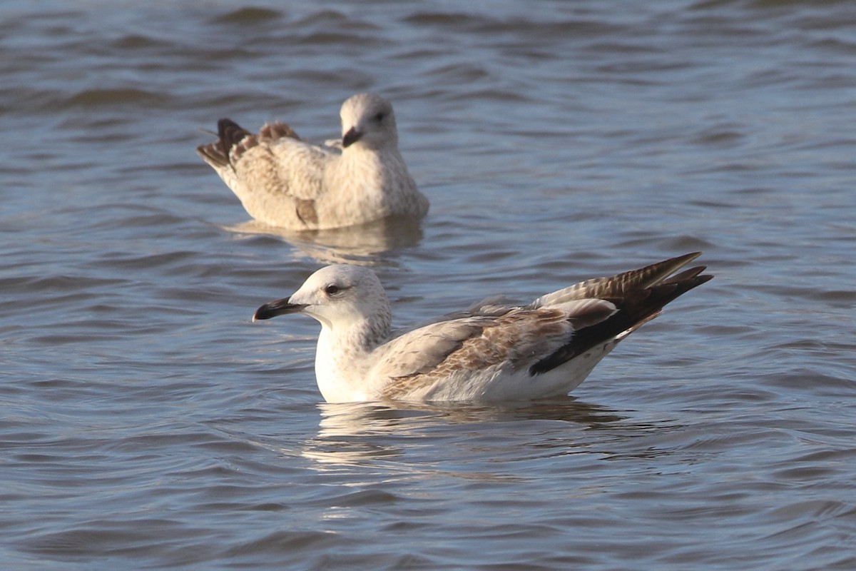 Caspian Gull - Richard Bonser