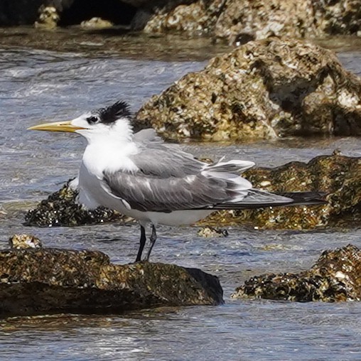 Great Crested Tern - ML615604832