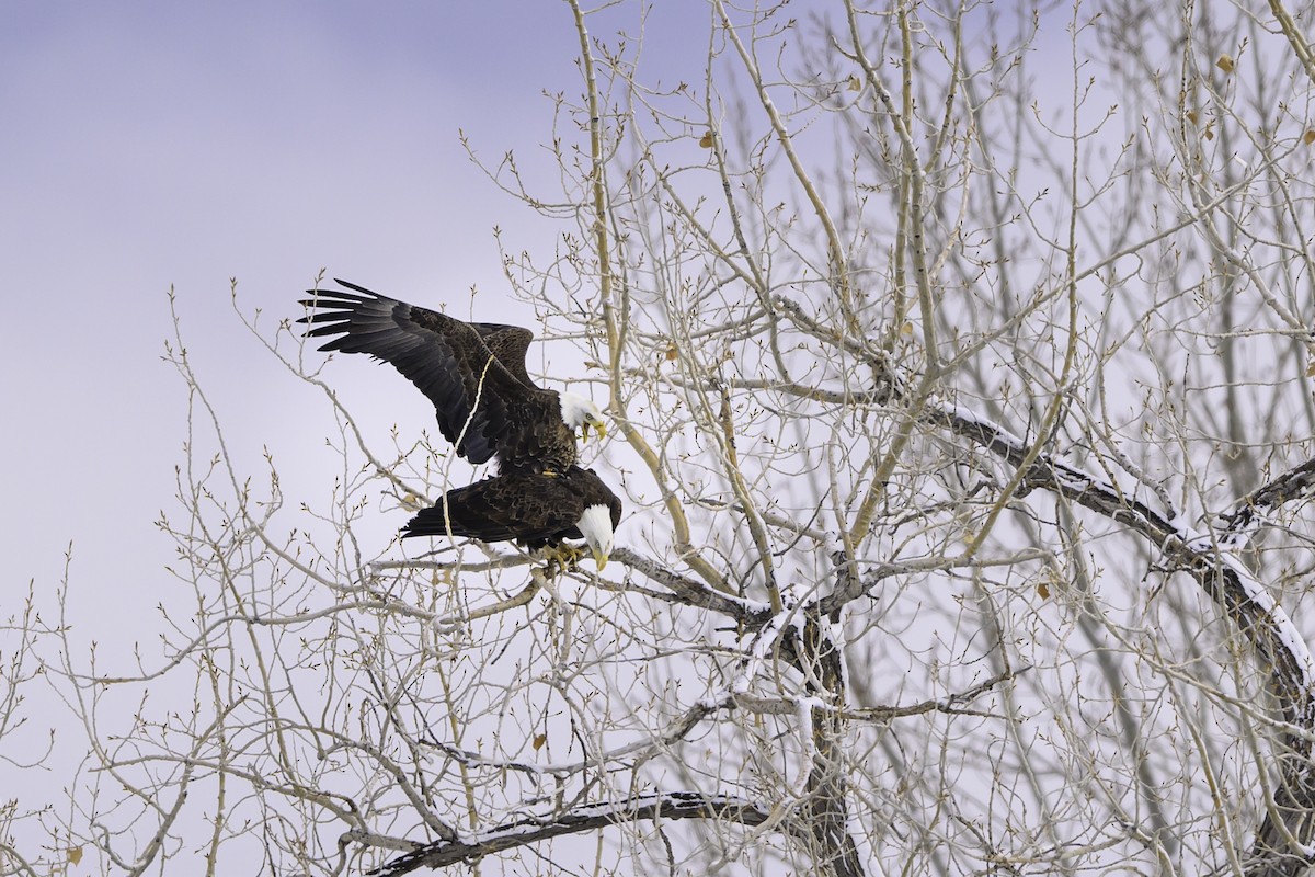 Weißkopf-Seeadler - ML615604872