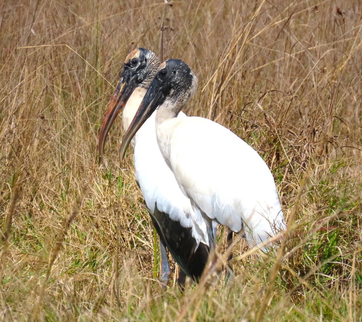 Wood Stork - ML615604884