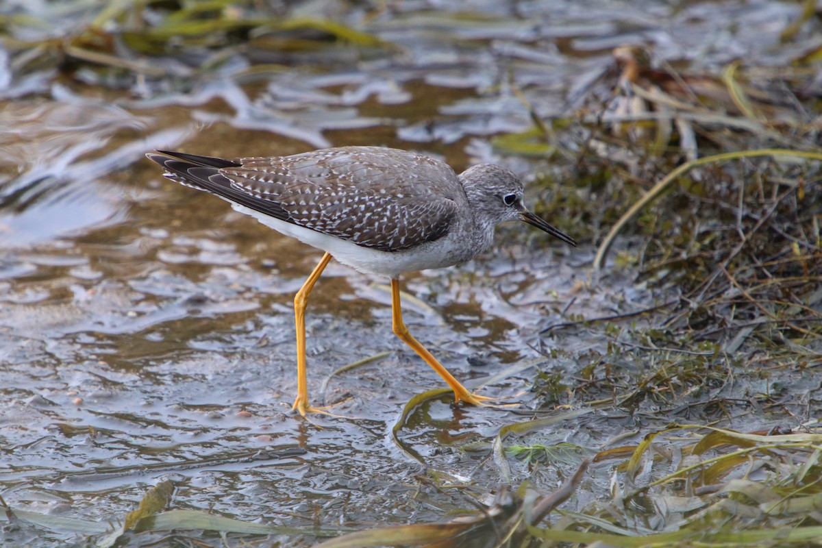 Lesser Yellowlegs - ML615604904