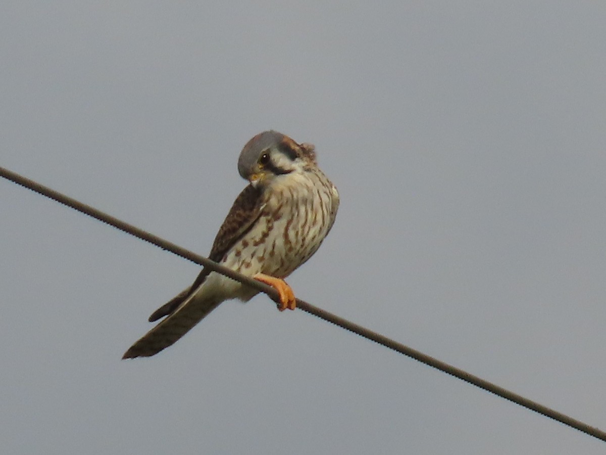 American Kestrel - ML615604971