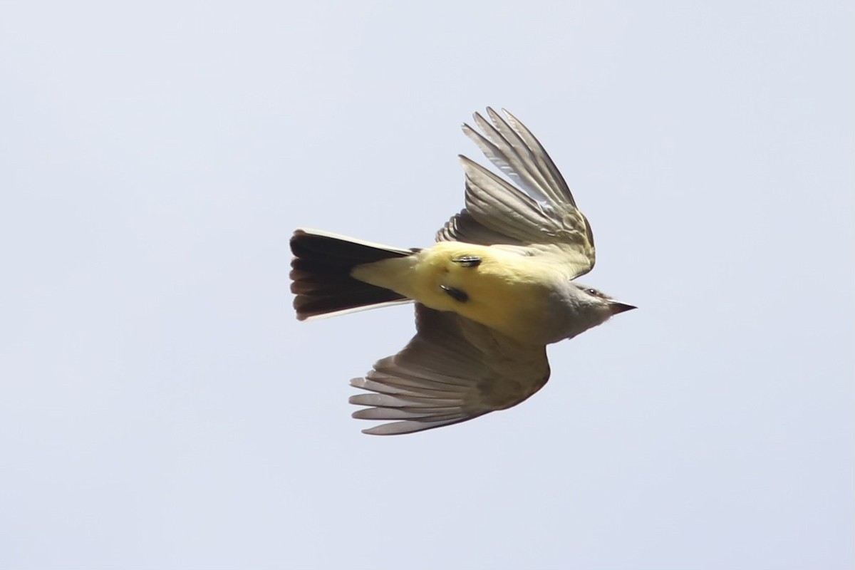 Western Kingbird - ML615604994